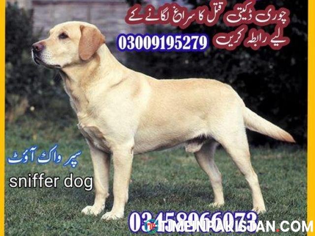 Army Dog Center Hyderabad | 03459033016 - 1